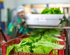 salad on production line