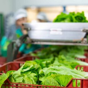 salad on production line